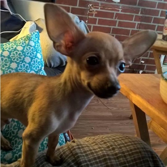 Meet your Posher, Rachel - Picture 1 of 1